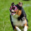Dog Goggles Eye Protecting Sunglasses Windproof Personality 7