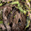 Water Resistant Artificial Vine Natural Lookings Vine-Style 2 5