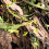 Water Resistant Artificial Vine Natural Lookings Vine-Style 2 6