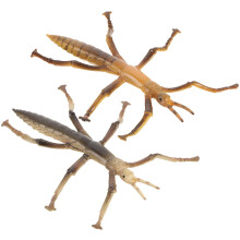 4Stk Kunststoff Insekten Modell Stabheuschrecken Spielzeug Lernhilfe