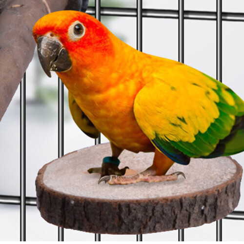 20Ud Accesorios De Madera Para Loros Multicolor Seguros Y Duraderos 2