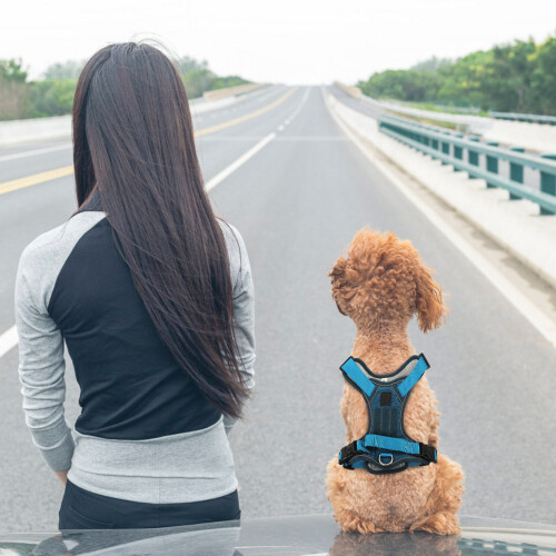 2Pz Pettorina Per Animali Da Compagnia Versatile E Facile Da Usare 2