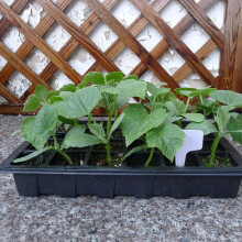 24 Cells Seedling Tray with Lid Greenhouse Growing Tray for Plant Starters