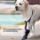 Chaussures de protection pour pattes avant de chien,-L 7