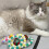 Colorful Macaron Pompoms Colloar Self-S Fruit green style 3