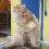 Comfortable Kitten Walking Harness and Leash Cat-S Blue 7