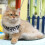 Escap-Proof Pet Harness for Cats Adjustable Vest for-S Blue 4