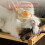 Peignes de toilettage pour animaux de compagnie, brosse de-Blanc 5