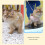 Comfortable Kitten Walking Harness and Leash Cat-S Blue 5