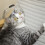 Cat Muzzle Astronaut Helmet Breathable Anti-Bite Muzzles for 4