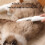 Cats Grooming Comb Plastic Teeth to Remove Tangles and-White 6