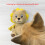 Dog Interactive Toys Squeak Plush Animal Durable Stuffed-fox 6