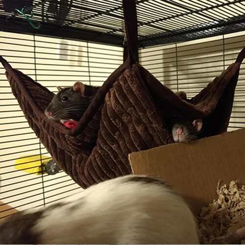 Hamac Double couche pour Hamster, petite Cage pour-Violet 2