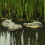 Floating for Crocodile for Head Water Decoy Simulation Realistic 3