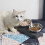 Bols pour chiens et chats avec support surélevé,-double 5