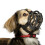 (4, Black) Baskerville Ultra Dog Muzzle 1