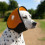 Cache-oreilles de natation pour animaux de compagnie, pour-Bleu 3