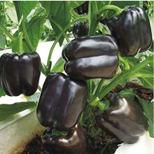 Carolina Reaper Pepper Seeds 200 Pack Rare Red Chili Vegetable Seeds for Home Garden 14 Inch