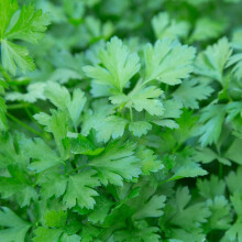 PREMIER SEEDS DIRECT - Parsley Seeds Italian Giant Flat - 5 Grams - Finest Italian Seeds