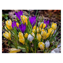 10 x Crocus Specie Mixed Spring Flowering Bulbs Multicoloured Dwarf Botanical Early Flowers Variety Ready for Planting Now