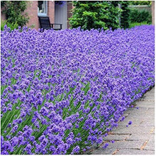 6X Lavendula English Dwarf Lavender Fragrant Foliage and Blue Flowers