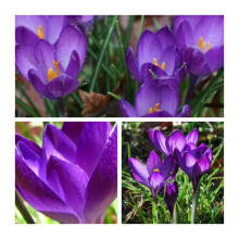 Crocus Species Ruby Giant Flower Bulbs. Deep Purple Pretty Spring Flowers. Easy to Grow (15)