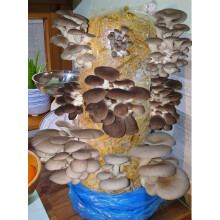 Foragers Table - Mushroom Growing Kit, Ideal for hobbyist & Beginners, XL 1Meter Mixed Log, Easy & Fast Mushroom Grow Kit, Includes Voucher to Claim