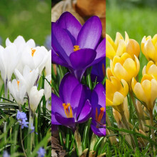 Carbeth Plants - Crocus Spring 150 x Bulb Mix - Mixed Early Spring Flowering Perennials - UK Hardy Low Maintenance Pollinator Friendly - Grow in Beds