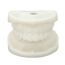 Modèle de dents pour l'étude de l'anatomie, en corindon étanche, mâchoire articulée pour un apprentissage interactif, toucher agréable,