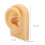 Modello di orecchio in silicone per piercing e allenamento, 7,5x5x3cm 2