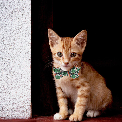 Collier Chat Vert 1 Tissu Doux Chic Confortable 2