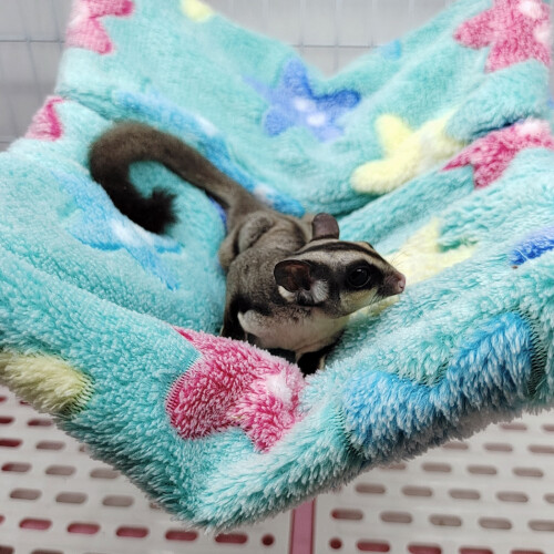 Practical Small Pet Hanging Hammock Glider Sleeping Pet Bed-7 L 1