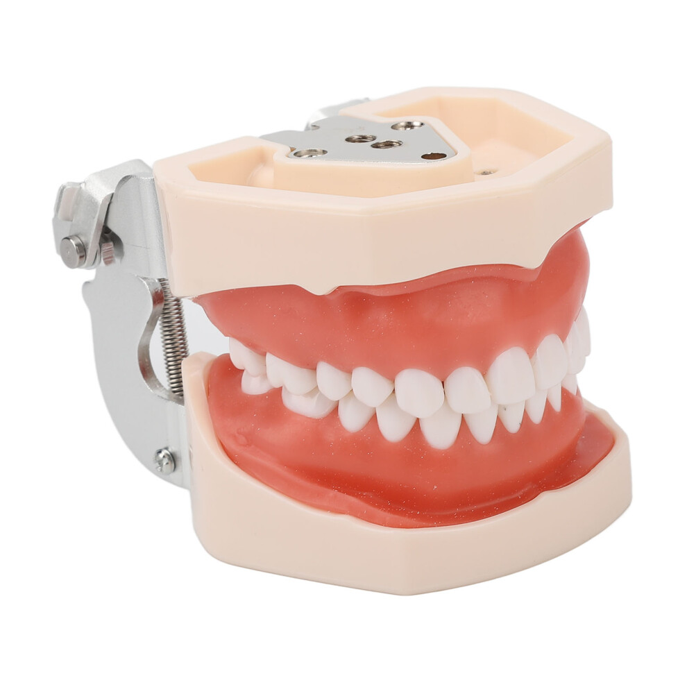 Standard 28 Teeth Soft Gum Adult Dental Teaching Model for Demonstration