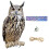 4Sets Owl Deko Hängend Winddrehend Garten Mehrfarben PP Material 2