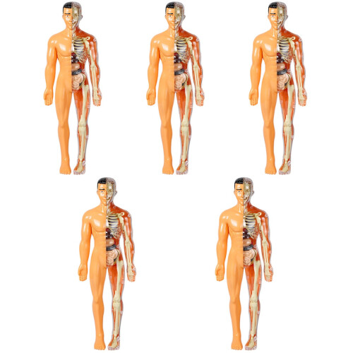 5Ud Kit De Anatomía Infantil Plástico Multicolor Para Y 2