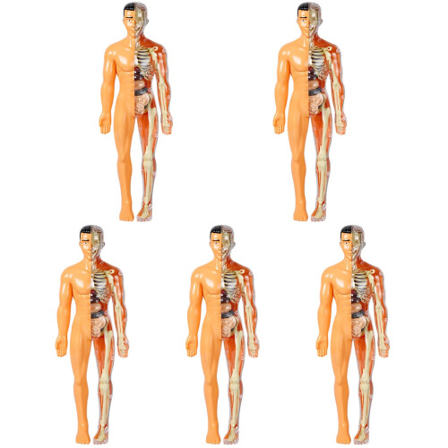 5Ud Kit De Anatomía Infantil Plástico Multicolor Para Y 1