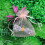 100 Stück Organza-Beutel, transparente-17*23cm 4