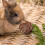 2Ud Para Roer De Madera Natural Pet Para Hamsters Y Conejos 8