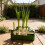 Easy to Use Hydroponic Chives Regenerates Planter for Indoor 7