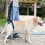 3Pz Cintura Pet Support Cotone PU Per Anziani 4