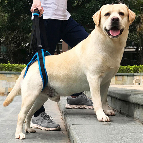 3Pz Cintura Pet Support Cotone PU Per Anziani 2