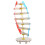 2Stk Dna Doppelhelix Lernmodell Lehrmittel 1