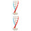 2Stk Dna Doppelhelix Lernmodell Lehrmittel 7