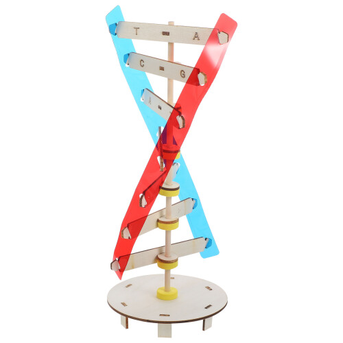 2Stk Dna Doppelhelix Lernmodell Lehrmittel 2