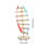 2Stk Dna Doppelhelix Lernmodell Lehrmittel 10