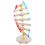 2Stk Dna Doppelhelix Lernmodell Lehrmittel 2