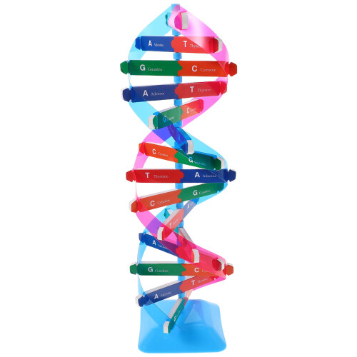 3Ud Molecular Doble Hélice Plástico Multicolor Para Clases