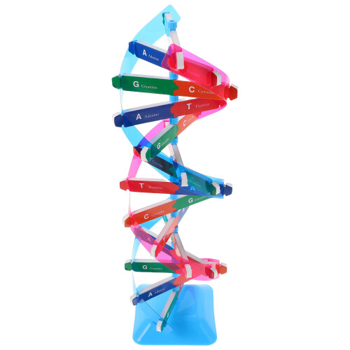 3Ud Molecular Doble Hélice Plástico Multicolor Para Clases 1