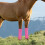 4Ud Protectores De Patas Para Caballo Con De Malla 5