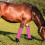 4Ud Protectores De Patas Para Caballo Con De Malla 4